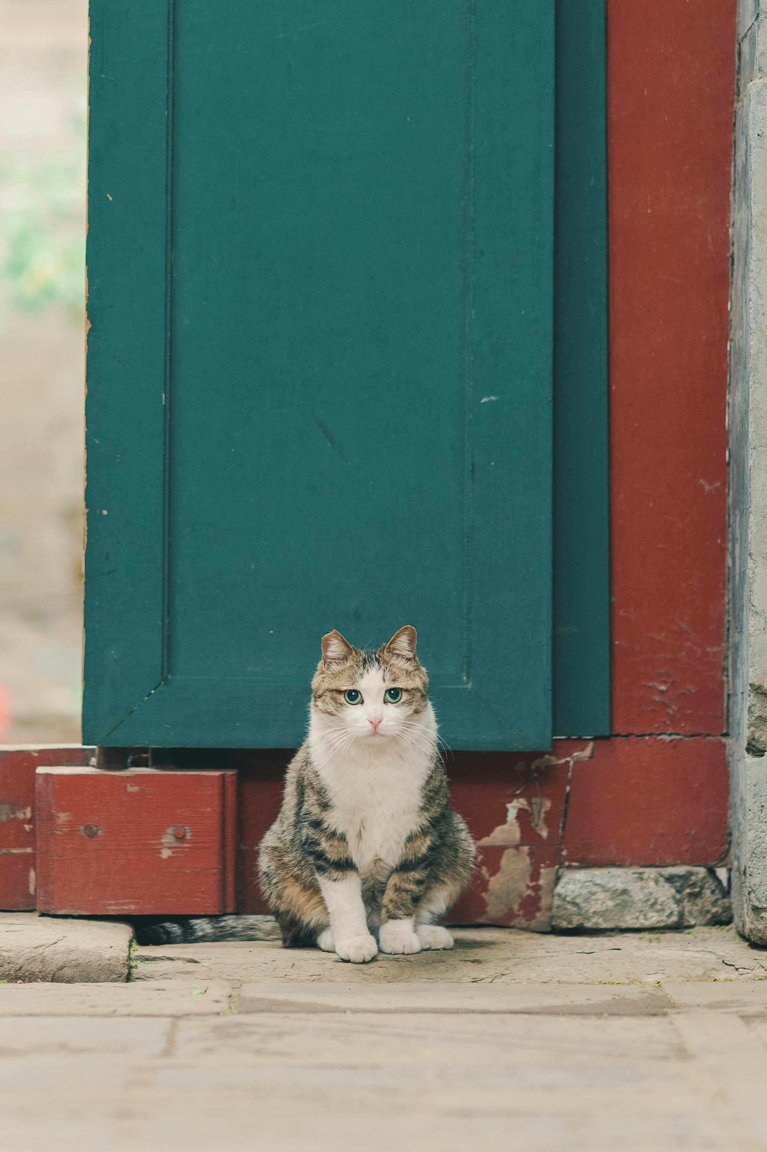 calico cat on red brick wall